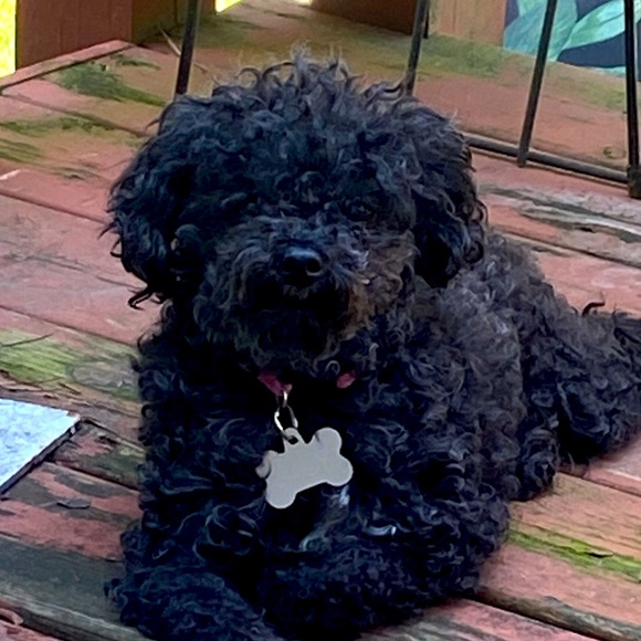 Meet your Posher, Lia - Picture 1 of 2